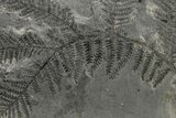Carboniferous Fossil Fern (Odontopteris) - France #338607-1